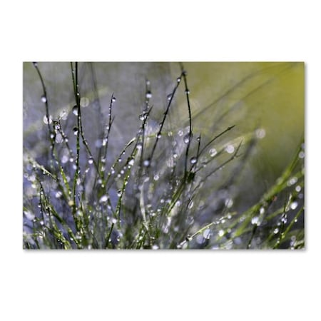 Trademark Fine Art Beata Czyzowska Young 'Spring Morning' Canvas Art, 16x24 BC0276-C1624GG